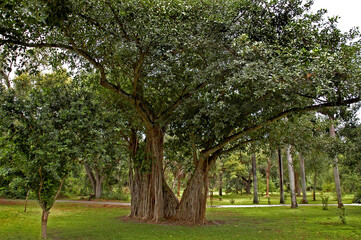 apple tree in spring