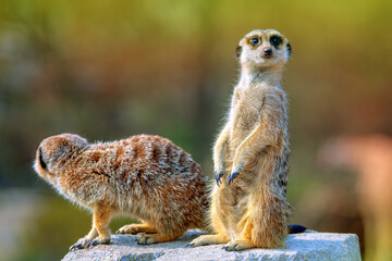 Fototapeta premium Curious meerkat looks into the distance . Two cute suricata