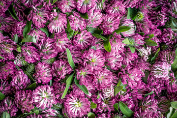 Pink clover flowers. Medicinal herb clover background for design on the theme of folk medicine