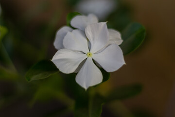 white and blue flowers in the garden