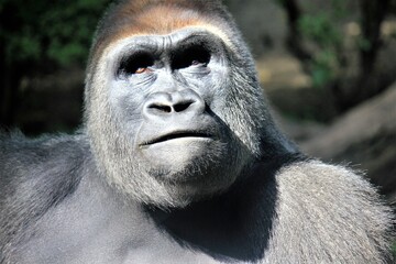 Portrait of lowland gorilla