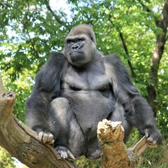 Lowland gorilla in zoo
