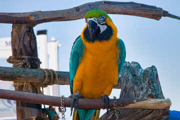 Beautiful parrots located near the pier in San Destin