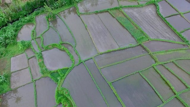 Beautiful aerial view of tropical jungle rice plantations