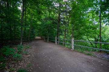 Beautiful Scenic View of a Hiking Trail in a Forest Landscape during warm summer weather