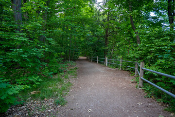 Beautiful Scenic View of a Hiking Trail in a Forest Landscape during warm summer weather