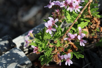 Citrosa plant (Pelargonium citrosum vanleenii) in flower, South Australia
