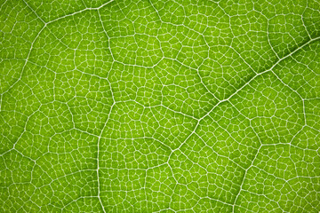 the structure of a green tree leaf as a macro background