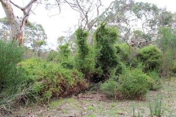 Bluebell creeper (Billardiera heterophylla) suffocating tree, South Australia