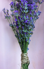 Bouquet of lavender: bright purple flowers against a wall in summer.