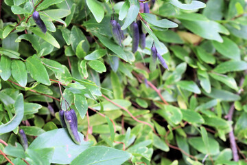 Seeds on Bluebell creeper (Billardiera heterophylla) South Australia