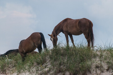 Obraz premium Wild horses 