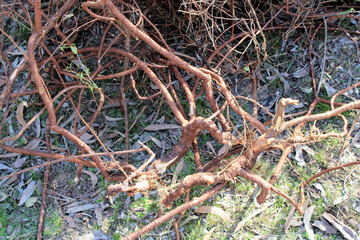 Root system of single Bluebell creeper plant (Billardiera heterophylla) South Australia