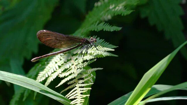 Dragonfly on fern, female, green-brown, Banded Demoiselle (Calopteryx splendens) - (4K)	