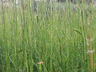 Grass from a low angle view and clous-up