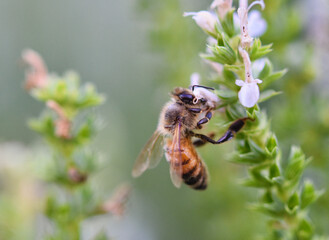 A Honey bee ( Apis mellifera) pollinates a flower as she puts her head into a flower to sip its nectar. Blurred background. Closeup.  Copy space.
