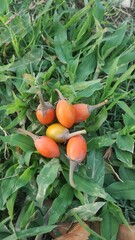 ripe tomatoes in the garden