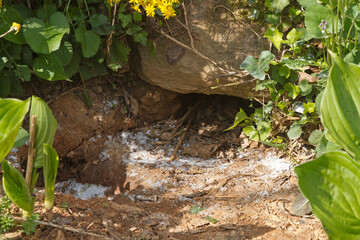 Groundhog Burrow and Epson Salt Deterrent