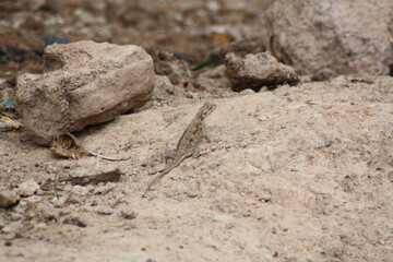 Lézard d'Afrique de l'Ouest, Ouagadougou, Burkina Faso