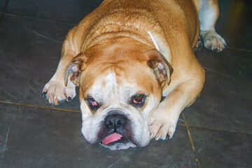 Tired bulldog with his tongue sticking out of his mouth