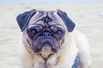pug dog on the beach, beautiful and very sweet with his mask on his muzzle