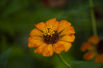 Farm, Beach, Nature, Animals, Flora, Fauna, Street Art, Boats and etc