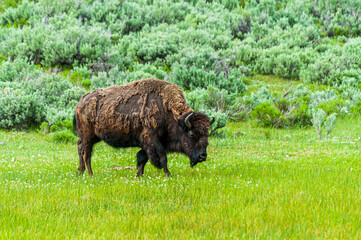 Bison walking through the grass