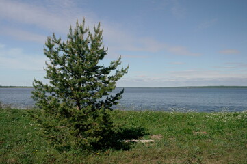 pine tree on the beach against the blue sky on a Sunny day