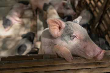 pig in the cage, animal farm
