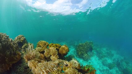 Tropical coral reef seascape with fishes, hard and soft corals. Underwater video. Panglao, Bohol, Philippines.