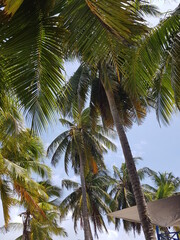 Fototapeta premium Palmeras en Isla San Andres, Colombia.