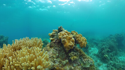 Underwater Colorful Tropical Fishes. wonderful and beautiful underwater colorful fishes and corals in the tropical reef. Panglao, Bohol, Philippines.