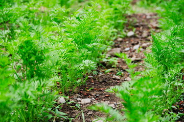 Young carrots growing in rows in a garden