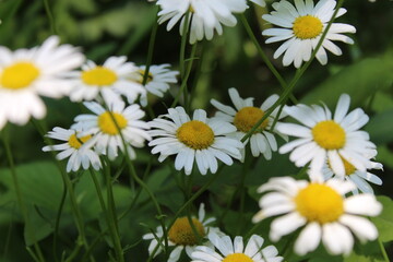 Fototapeta premium white daisies in a field