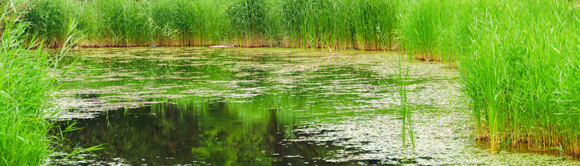panoramic view of young green reed and lake in the early summer