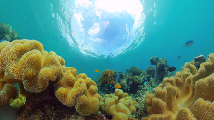 Underwater fish garden reef. Reef coral scene. Seascape under water. Panglao, Bohol, Philippines.