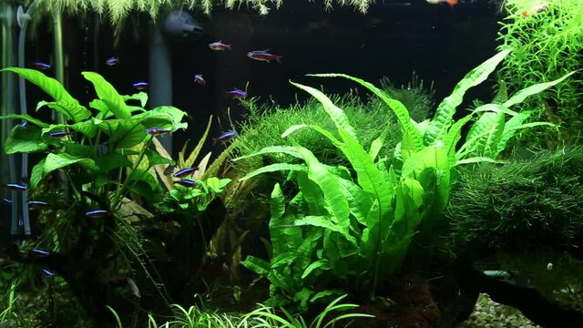 Freshwater planted aquarium 