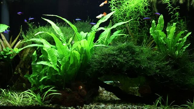 Planted fresh water aquarium
