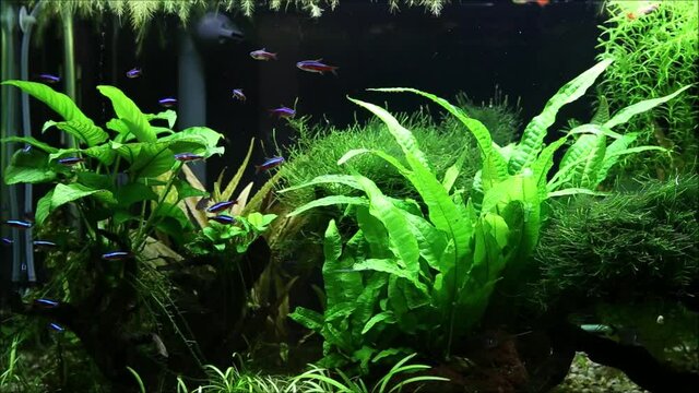Planted fresh water aquarium