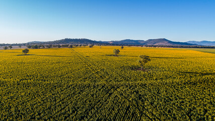 sunflower field  aerial New South Wales