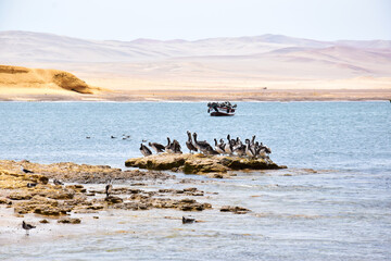 Fototapeta na wymiar Scene by the sea in Paracas, Peru