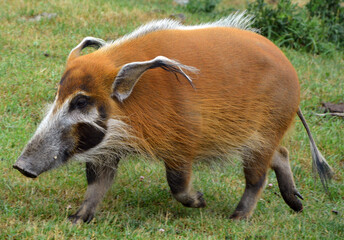 The red river hog also known as the bush pig (but not to be confused with P. larvatus, common name 