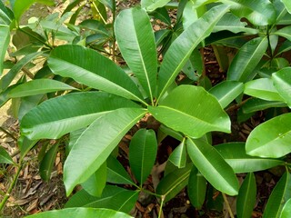 Close up green alstonia scholaris (also called blackboard tree,  devil's tree, pule, kayu gabus, lame, lamo, pule, jelutung) leaves with a natural background
