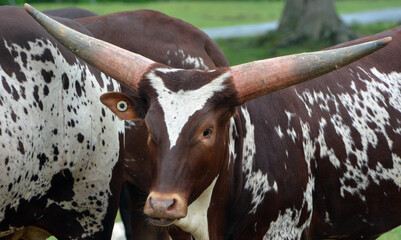 Ankole-Watusi is a modern American breed of domestic cattle. It derives from the Ankole group of...