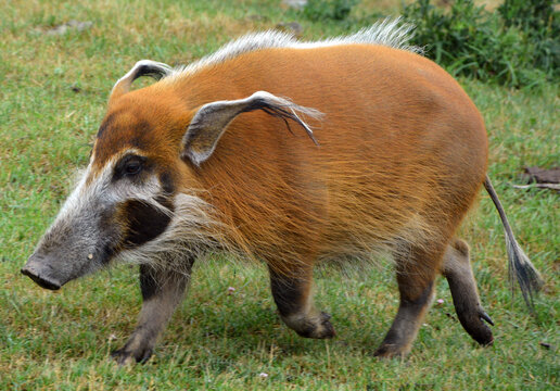 The red river hog also known as the bush pig (but not to be confused with P. larvatus, common name "bushpig"), is a wild member of the pig family living in Africa