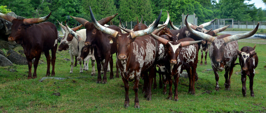 Ankole-Watusi is a modern American breed of domestic cattle. It derives from the Ankole group of Sanga cattle breeds of central Africa. It is characterized by very large horns.