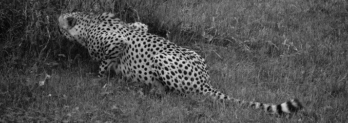 Cheetah is a large-sized feline inhabiting most of Africa and part of the Middle East. © Daniel Meunier