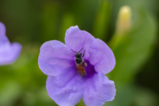 Flying honeybee collecting pollen at purple flower.