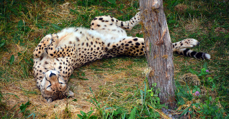 Cheetah is a large-sized feline inhabiting most of Africa and part of the Middle East. © Daniel Meunier