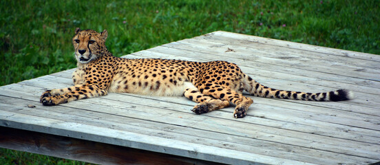 Cheetah is a large-sized feline inhabiting most of Africa and part of the Middle East. © Daniel Meunier